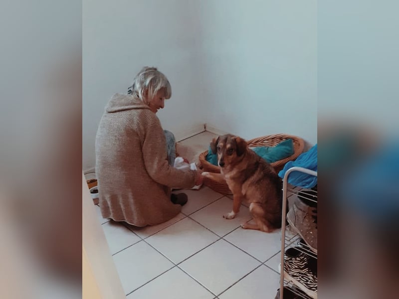 Pia sucht ihr Für-Immer-Zuhause, PS in 33378 Rheda-Wiedenbrück