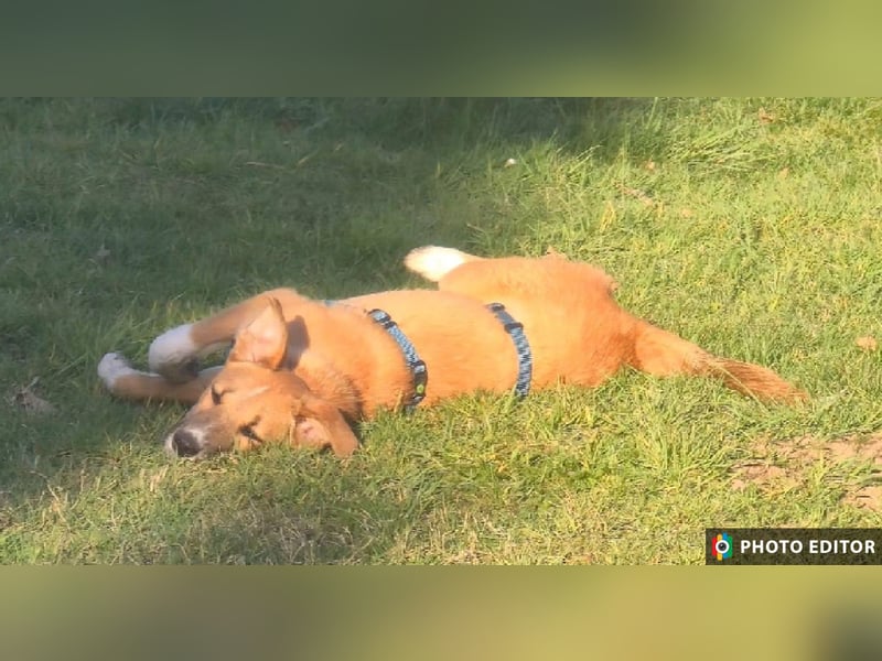 Kimmy, zarte Hundeseele sucht ihr Zuhause, PS in 31171 Nordstemmen