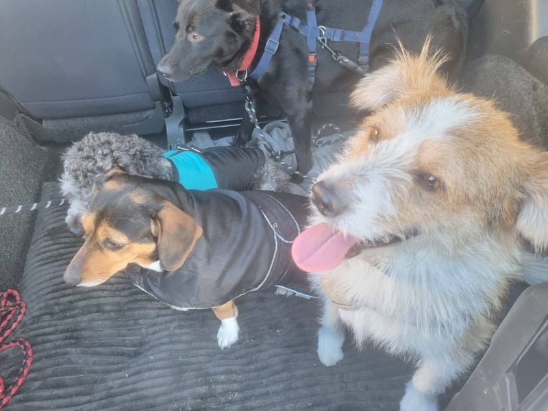 Gusti, junger Schmusebär sucht ebenerdiges Zuhause, PS in 86633 Neuburg a.d.Donau