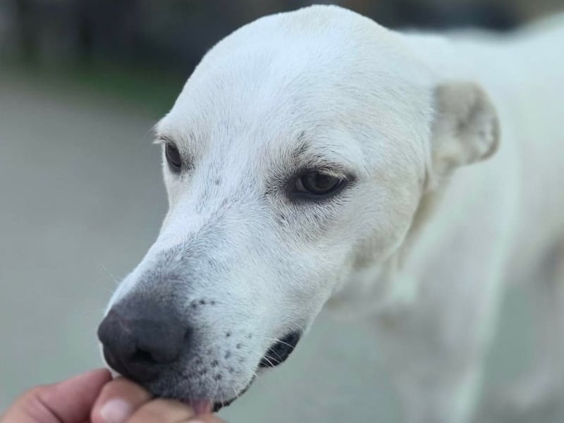 Gnadenplatz gesucht! Merlin sucht sein Glück!!