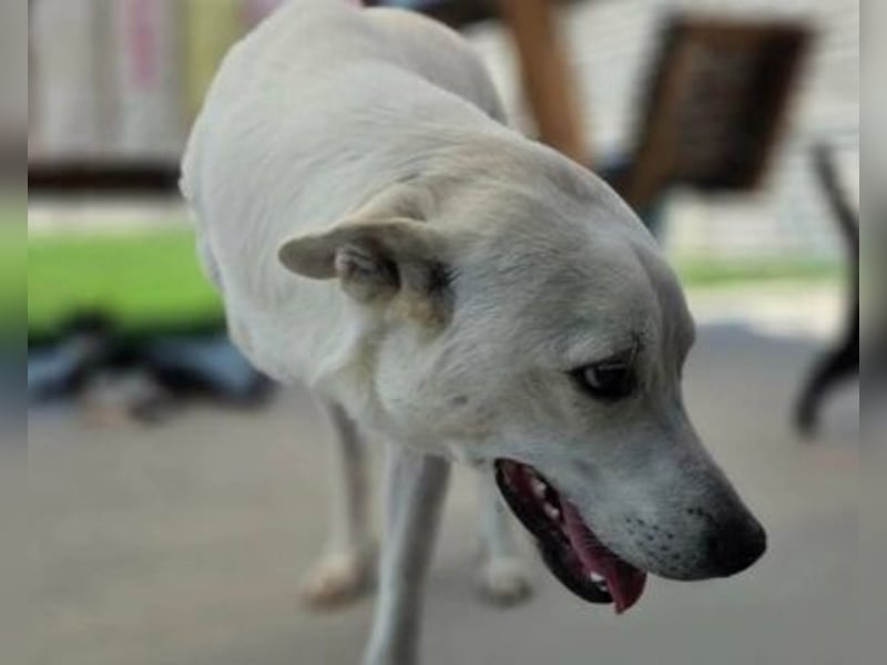 Gnadenplatz gesucht! Merlin sucht sein Glück!!
