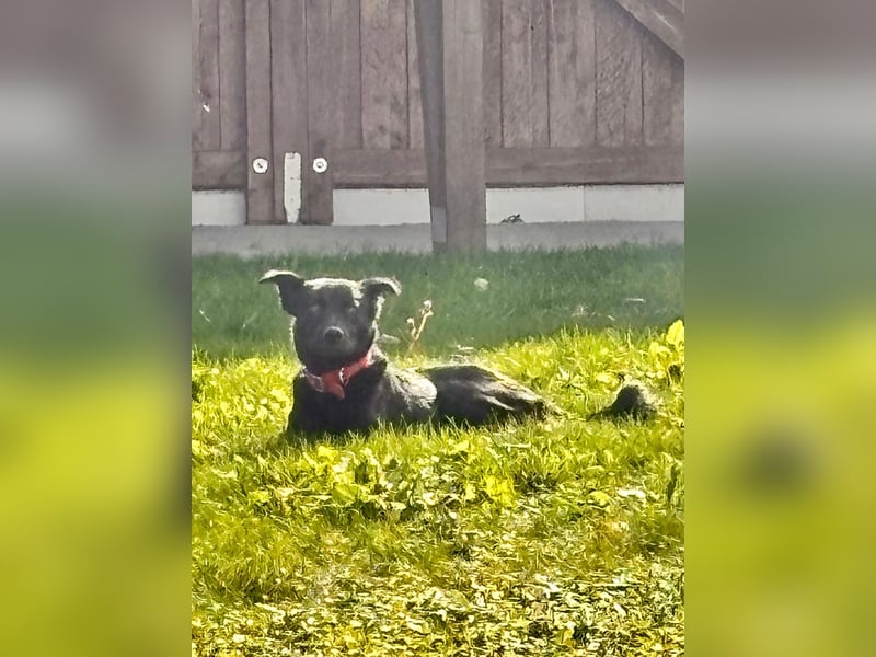 Feivel sucht seinen sicheren Hafen, PS in 86633 Neuburg