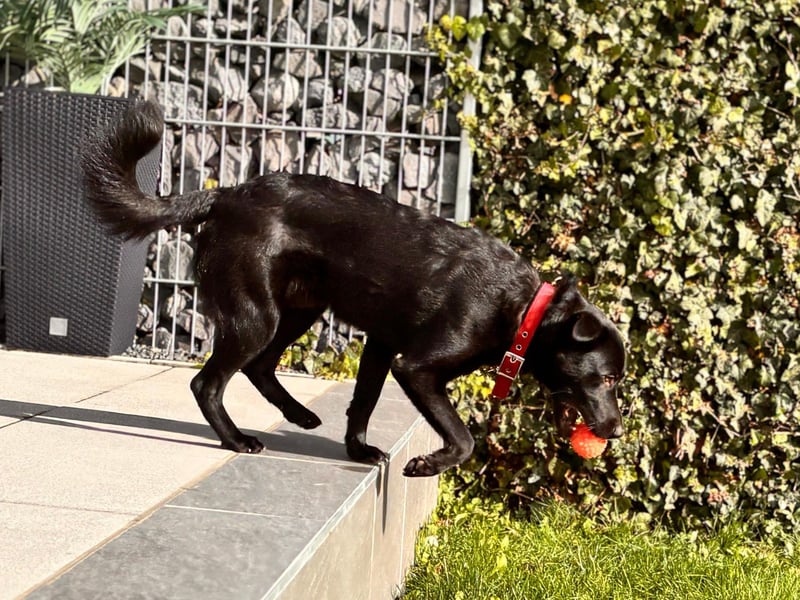 Feivel sucht seinen sicheren Hafen, PS in 86633 Neuburg