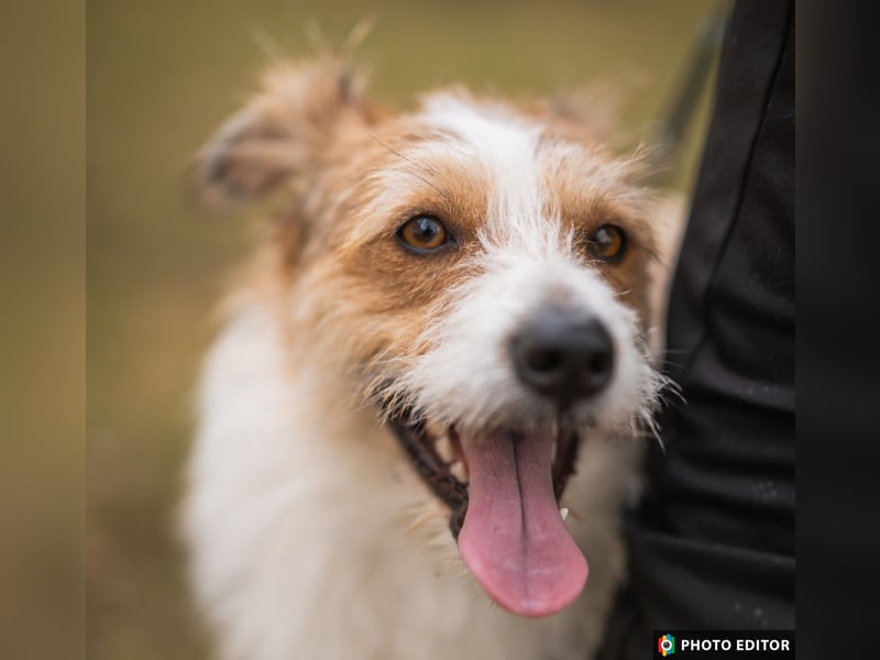 Gusti, Schmusebär sucht ebenerdiges Zuhause, PS in 86633 Neuburg a.d.Donau