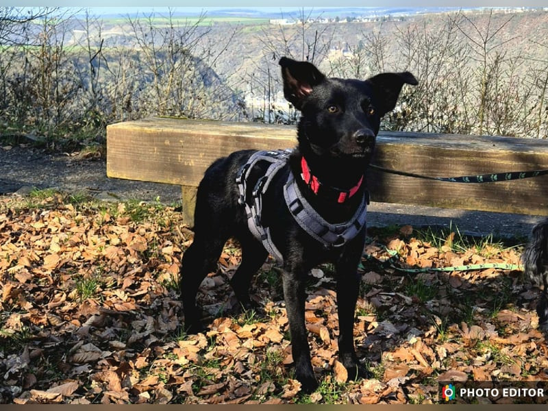 Feivel sucht seinen sicheren Hafen, PS in 55430 Urbar