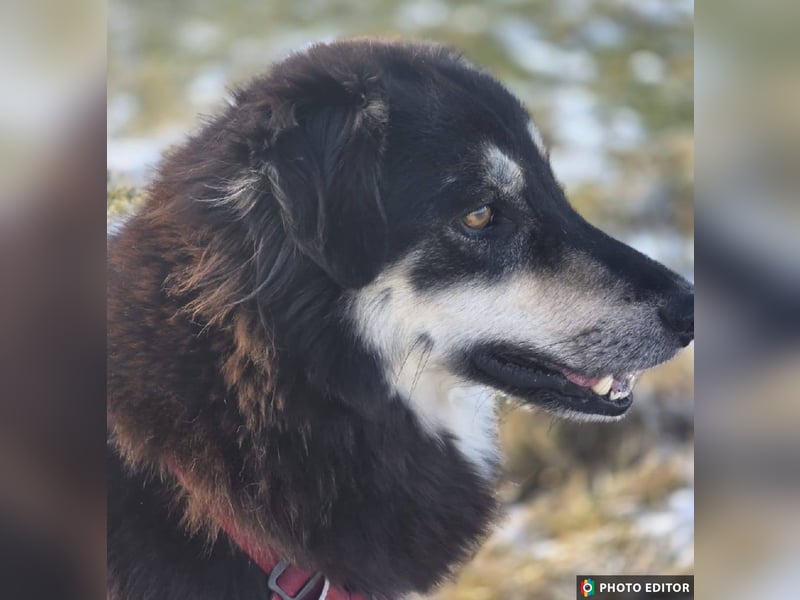 Unity, sensibles Herz sucht ihr Zuhause, PS 85435 Erding