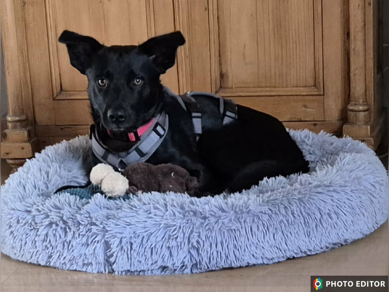 Feivel sucht seinen sicheren Hafen, PS in 55430 Urbar