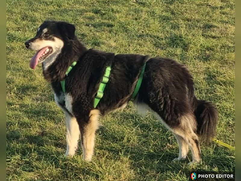 Unity, sensibles Herz sucht ihr Zuhause, PS 85435 Erding