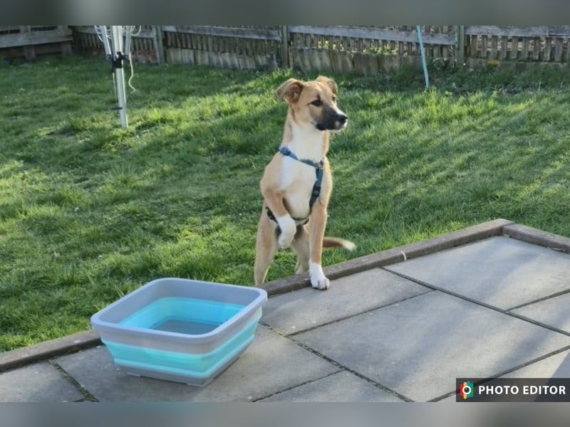 Kimmy, zarte Hundeseele sucht ihr Zuhause, PS in 31171 Nordstemmen