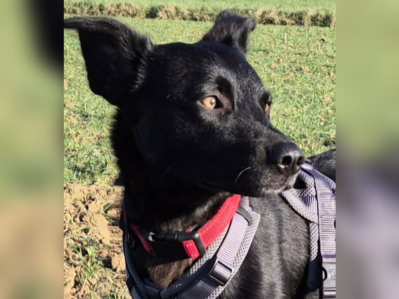 Feivel sucht seinen sicheren Hafen, PS in 55430 Urbar