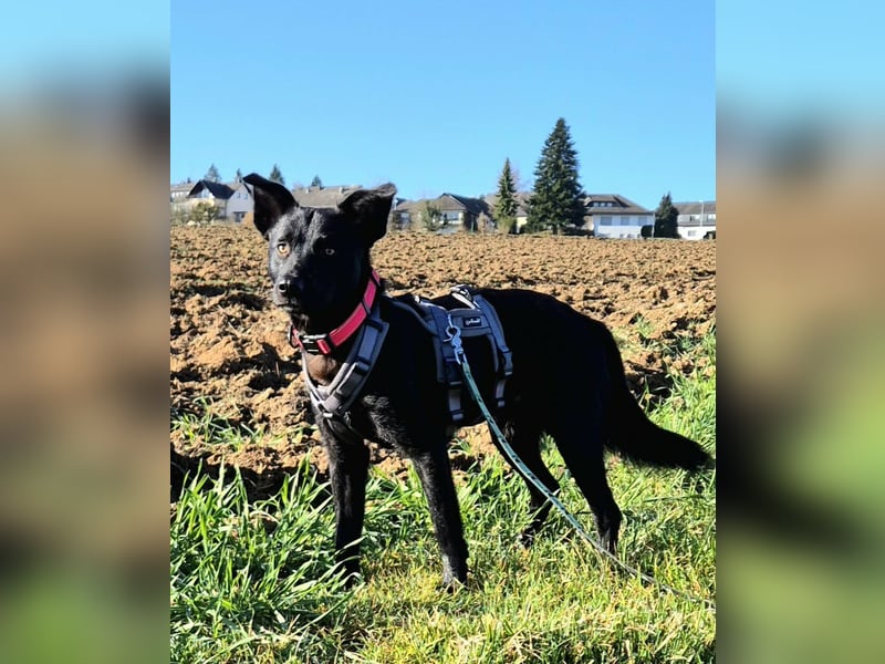 Feivel sucht seinen sicheren Hafen, PS in 55430 Urbar