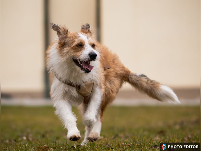 Gusti, Schmusebär sucht ebenerdiges Zuhause, PS in 86633 Neuburg a.d.Donau