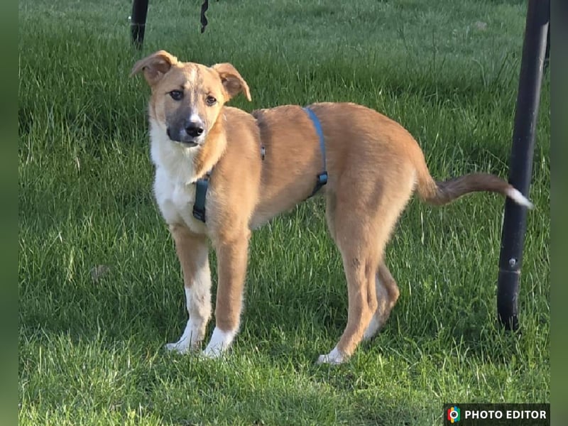 Kimmy, zarte Hundeseele sucht ihr Zuhause, PS in 31171 Nordstemmen