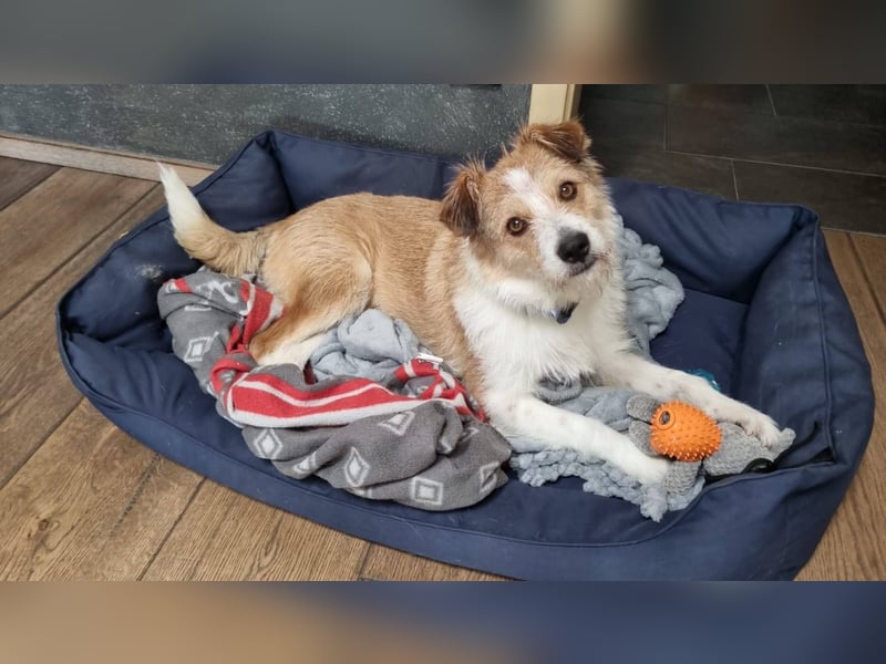 Gusti, Schmusebär sucht ebenerdiges Zuhause, PS in 86633 Neuburg a.d.Donau