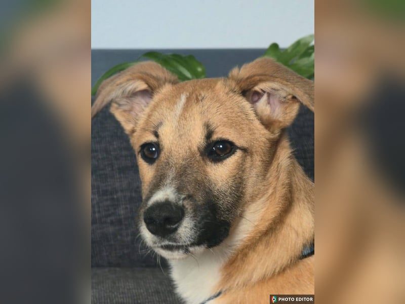 Kimmy, zarte Hundeseele sucht ihr Zuhause, PS in 31171 Nordstemmen