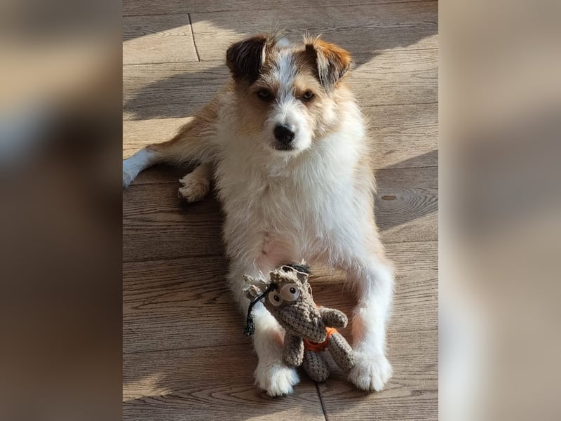 Gusti, Schmusebär sucht ebenerdiges Zuhause, PS in 86633 Neuburg a.d.Donau