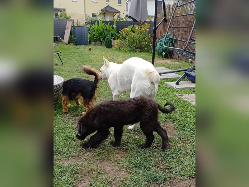 Gnadenplatz gesucht! Merlin sucht sein Glück!!