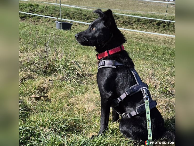 Feivel sucht seinen sicheren Hafen, PS in 55430 Urbar