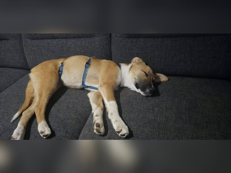 Kimmy, zarte Hundeseele sucht ihr Zuhause, PS in 31171 Nordstemmen