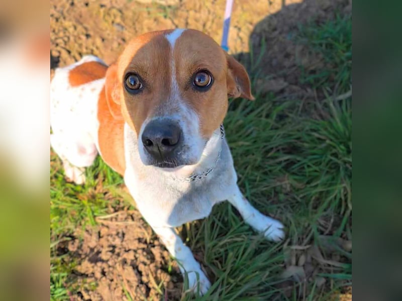 Sammy - der liebevolle