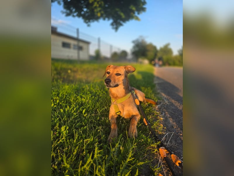 Vali - ein sensibler Herzenhund