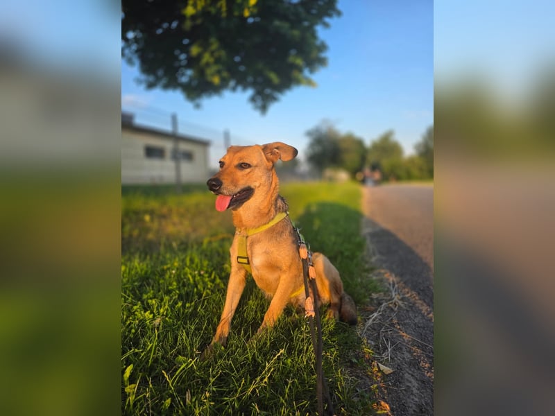 Vali - ein sensibler Herzenhund