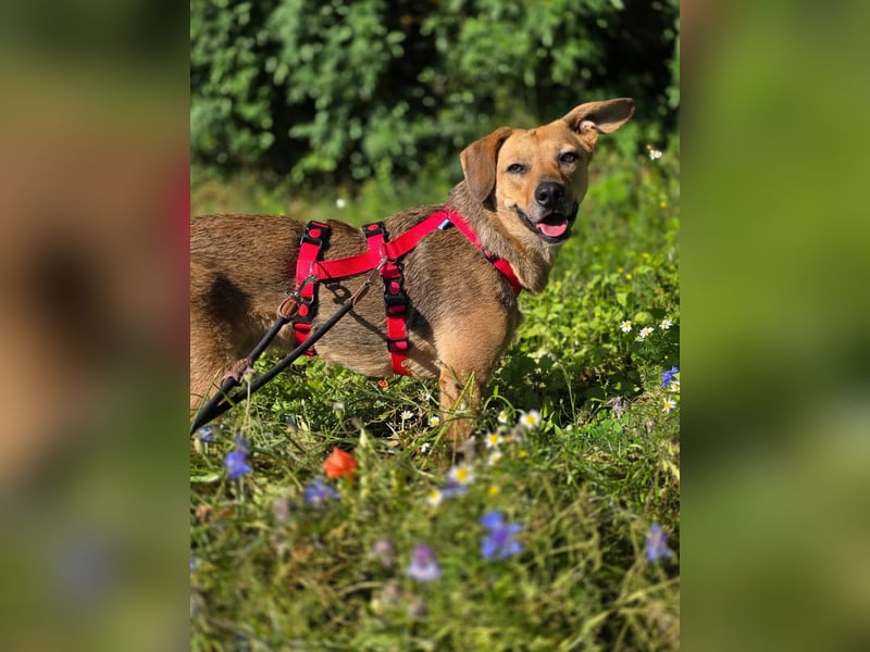 Vali - ein sensibler Herzenhund