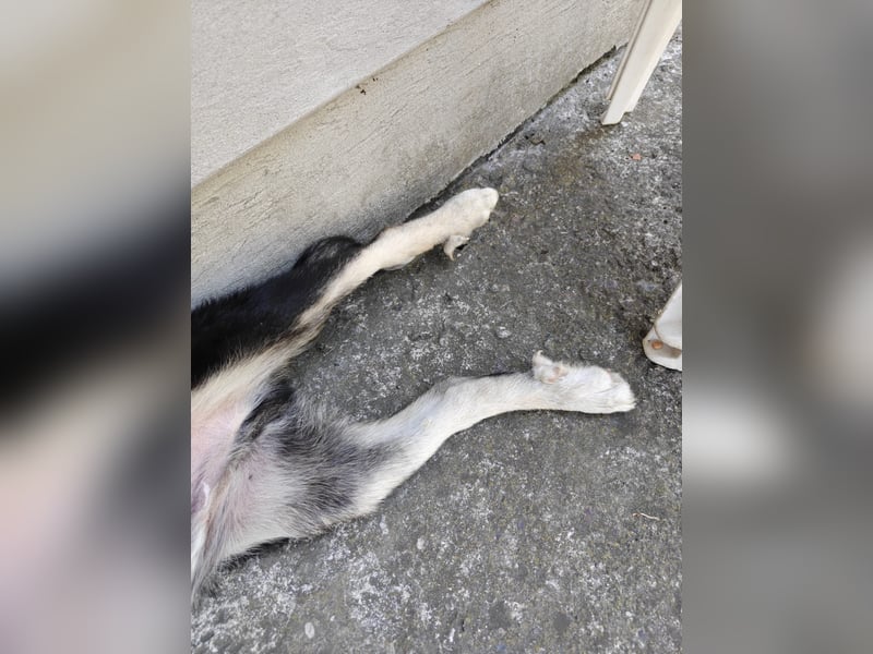 Zwei liebevolle Junghunde suchen dringend ein Zuhause