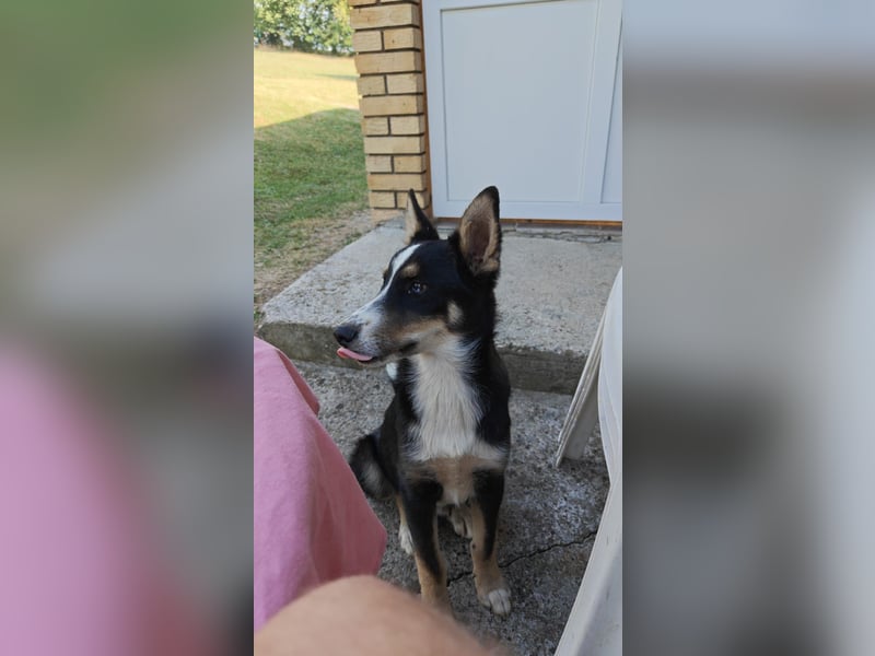 Zwei liebevolle Junghunde suchen dringend ein Zuhause