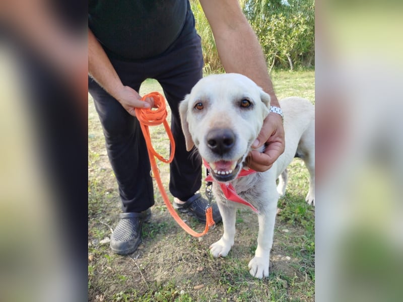 Molly,geb.03/19,Labrador Mix Mädel sucht ihre Familie