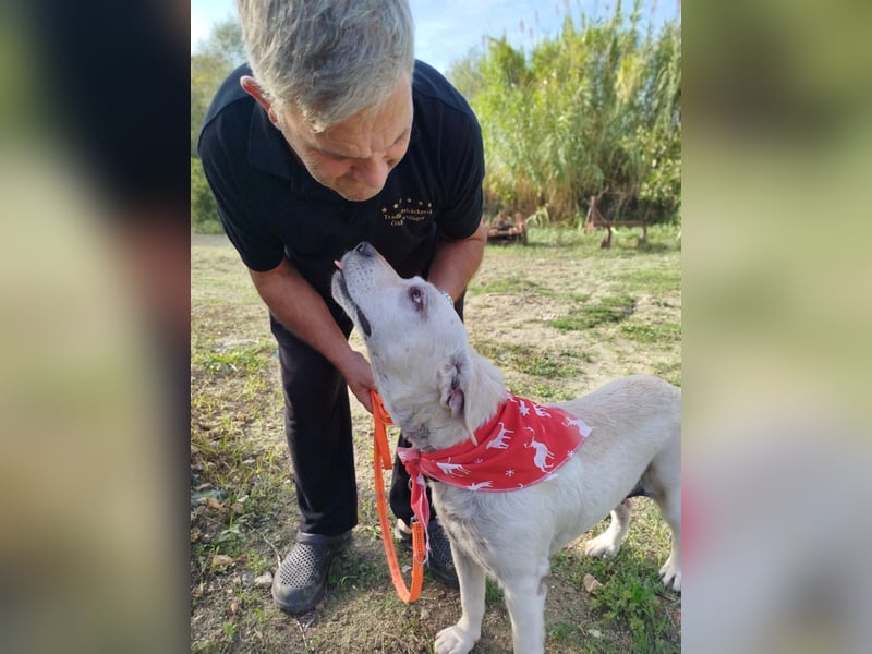 Molly,geb.03/19,Labrador Mix Mädel sucht ihre Familie