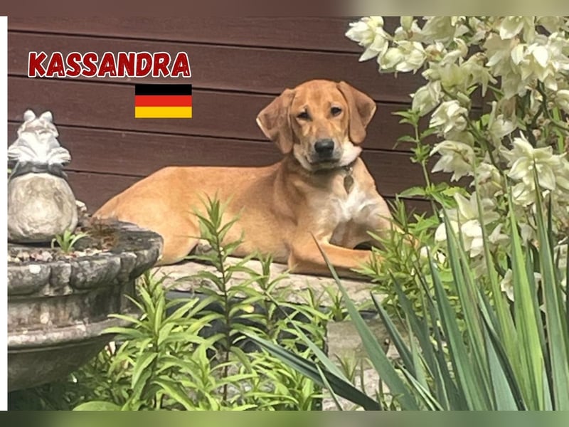 Kassandra,geb.02/25,freundliches Mischlingsmädel sucht ihre Familie,lebt bereits in 56112 Lahnstein