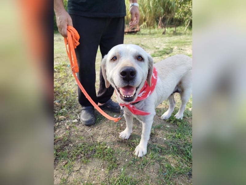 Molly,geb.03/19,Labrador Mix Mädel sucht ihre Familie