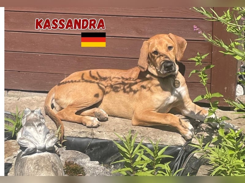 Kassandra,geb.02/25,freundliches Mischlingsmädel sucht ihre Familie,lebt bereits in 56112 Lahnstein