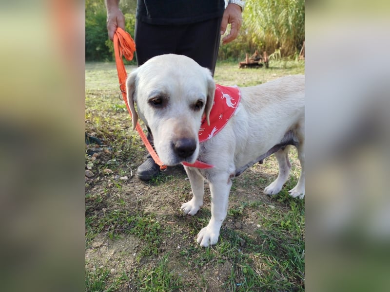 Molly,geb.03/19,Labrador Mix Mädel sucht ihre Familie