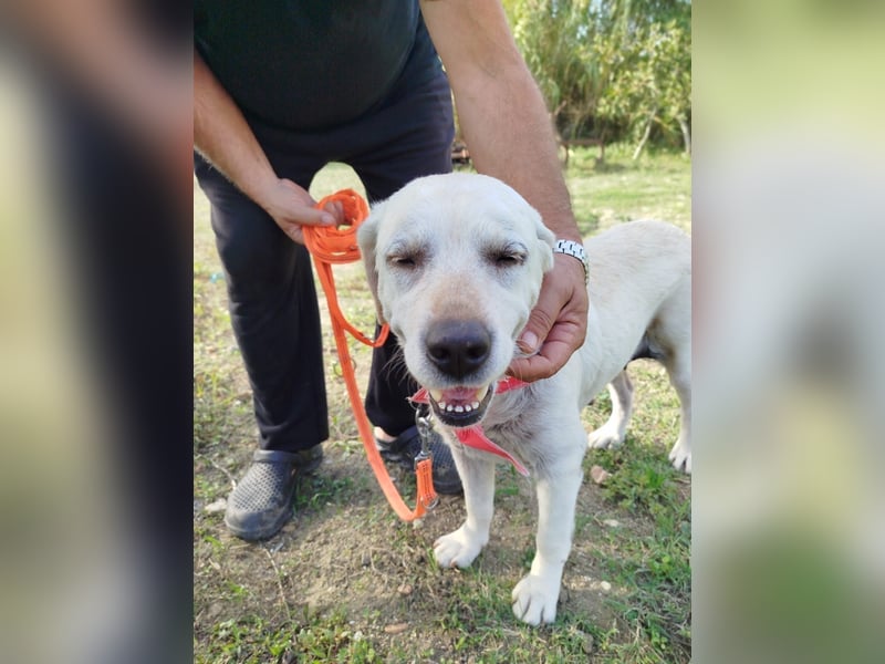 Molly,geb.03/19,Labrador Mix Mädel sucht ihre Familie