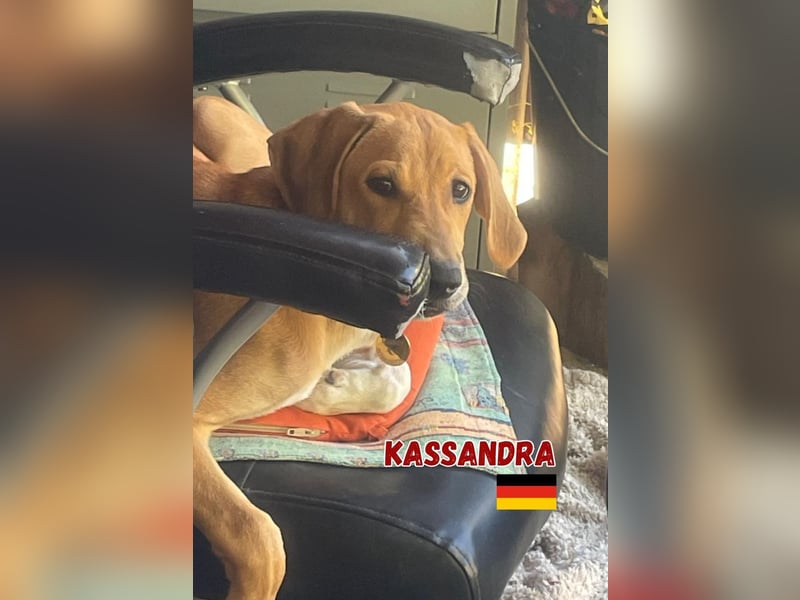 Kassandra,geb.02/25,freundliches Mischlingsmädel sucht ihre Familie,lebt bereits in 56112 Lahnstein