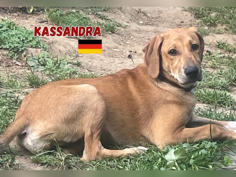Kassandra,geb.02/25,freundliches Mischlingsmädel sucht ihre Familie,lebt bereits in 56112 Lahnstein
