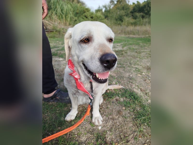 Molly,geb.03/19,Labrador Mix Mädel sucht ihre Familie