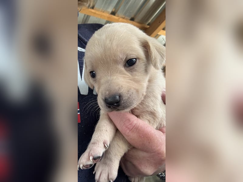 4 hübsche Mischlingswelpen