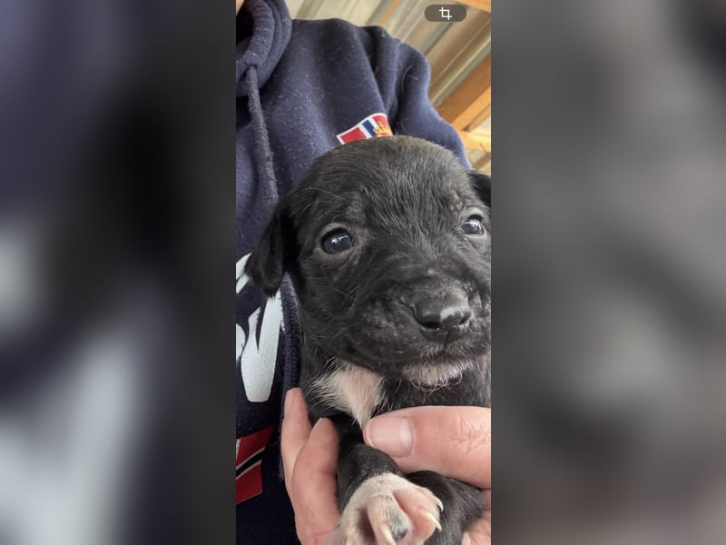 4 hübsche Mischlingswelpen