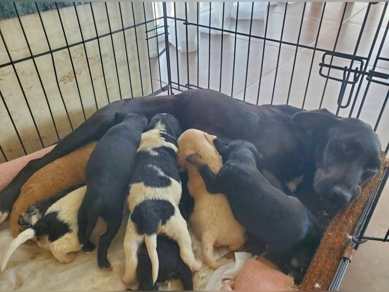 4 hübsche Mischlingswelpen