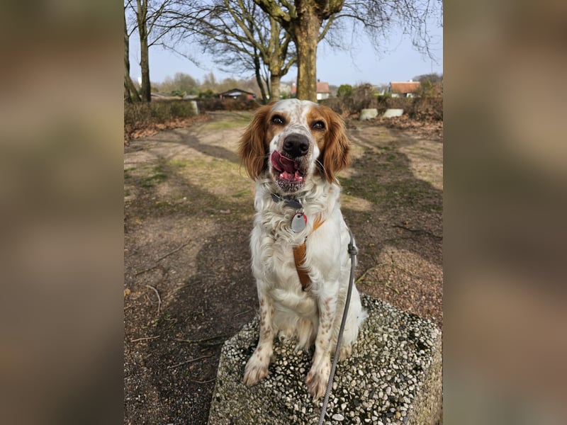 Spaniel Mix 1 Jahr kastriert