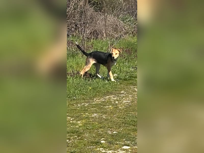 Sina, junge Mischlingshündin