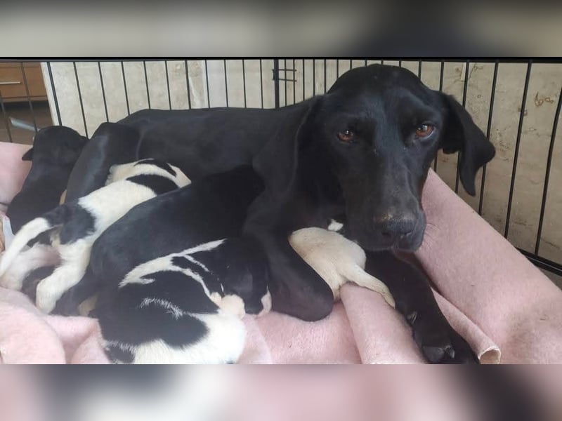 4 hübsche Mischlingswelpen