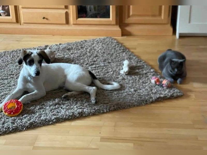 Unsere Welpen und Junghunde