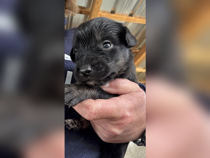 4 hübsche Mischlingswelpen