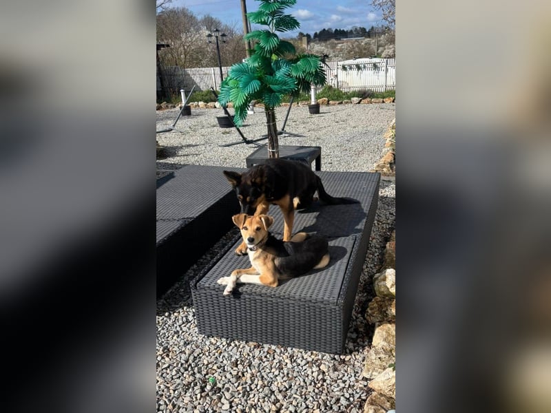 Sina, junge Mischlingshündin