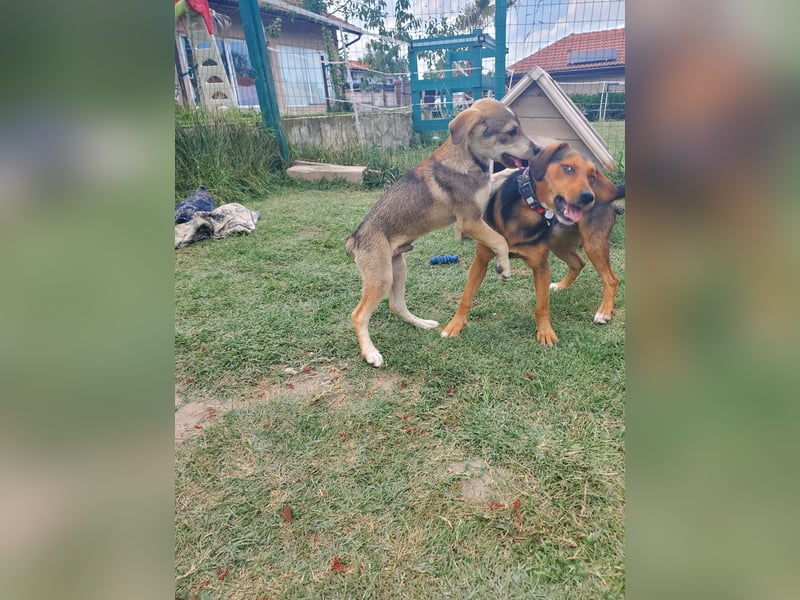 Balu, traumhafter Mischlingsrüde
