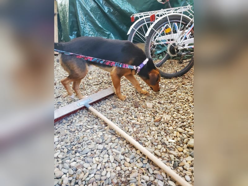 Balu, traumhafter Mischlingsrüde